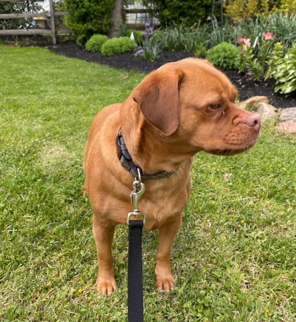 Image of a chestnut-colored puggle named Sadie